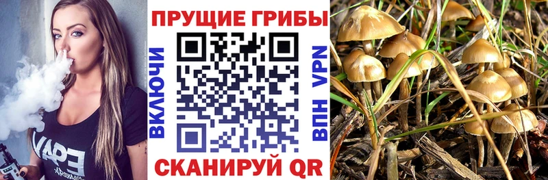 кракен рабочий сайт  Фрязино  Галлюциногенные грибы Psilocybine cubensis  как найти наркотики 